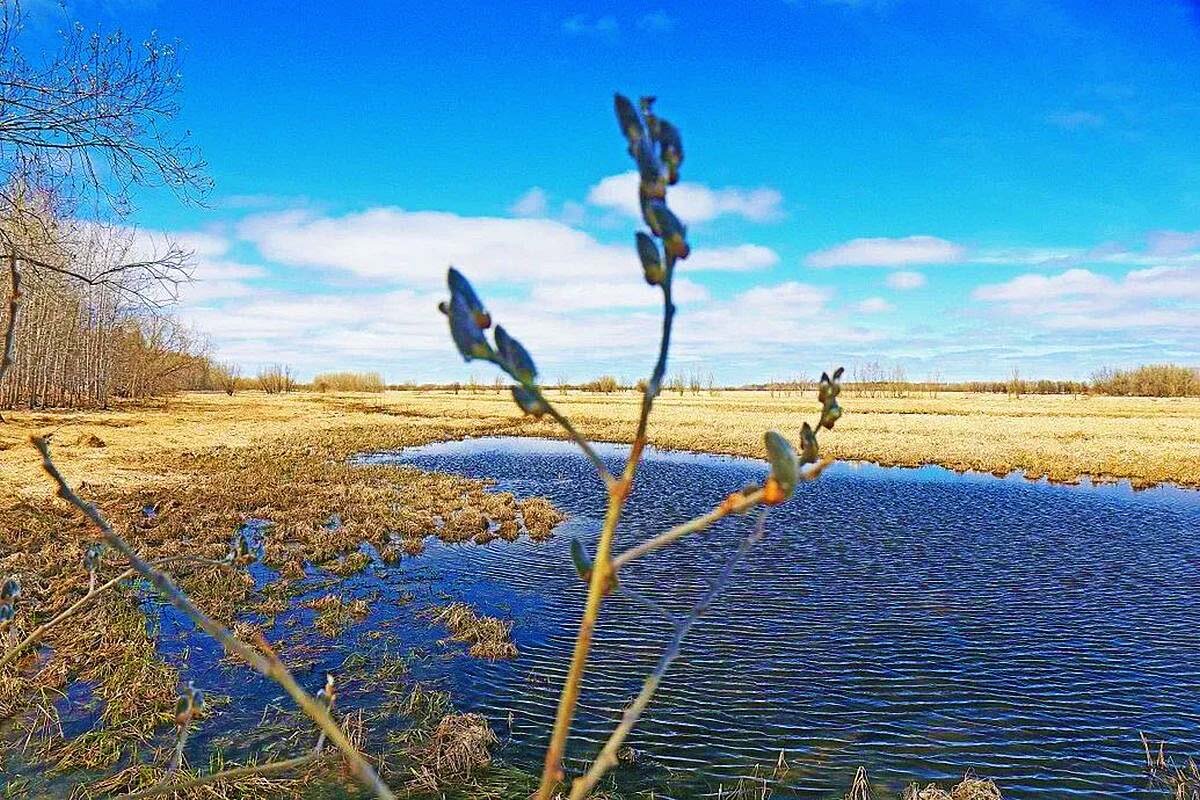 Май...Осинка над протокой Сырой Аган. - Владимир 