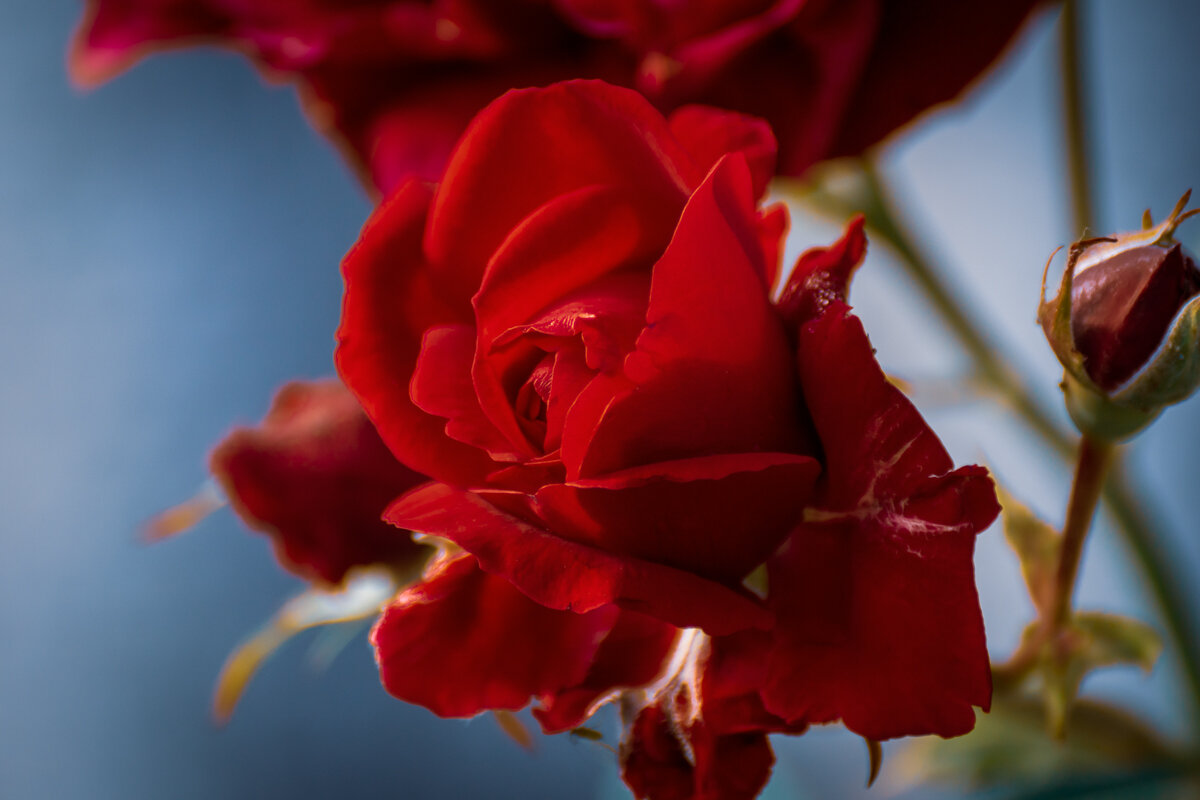 Роза - Игорь Сикорский Роза - Игорь Сикорский