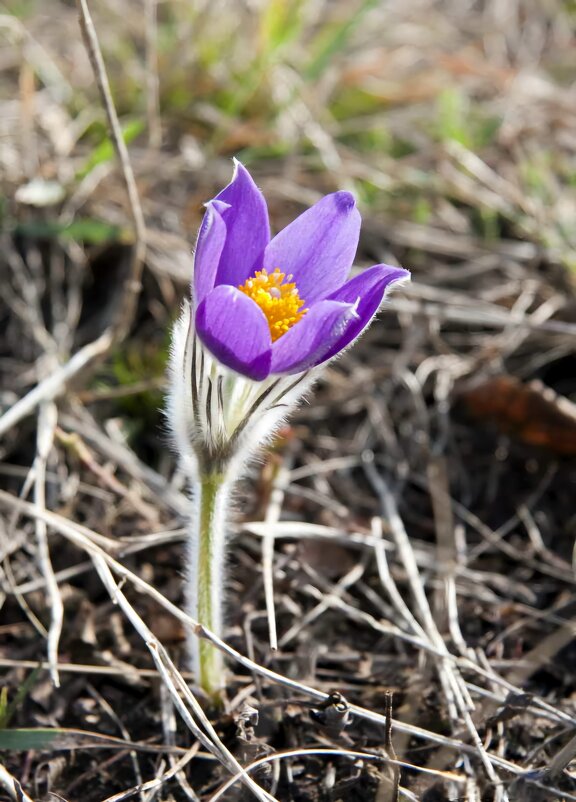 Прострел раскрытый - Виктор Фоменко