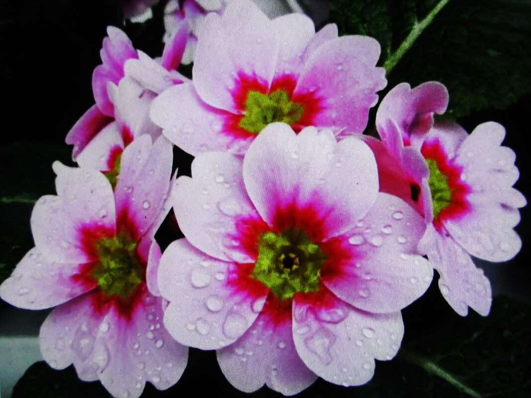 Умытые дождём - Людмила Смородинская Умытые дождём - Людмила Смородинская