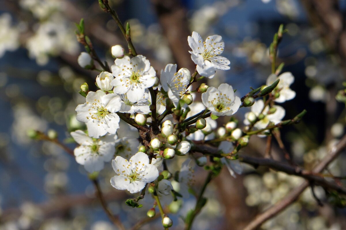 И закружилась весна в цветении садов! - Татьяна Смоляниченко И закружилась весна в цветении садов! - Татьяна Смоляниченко