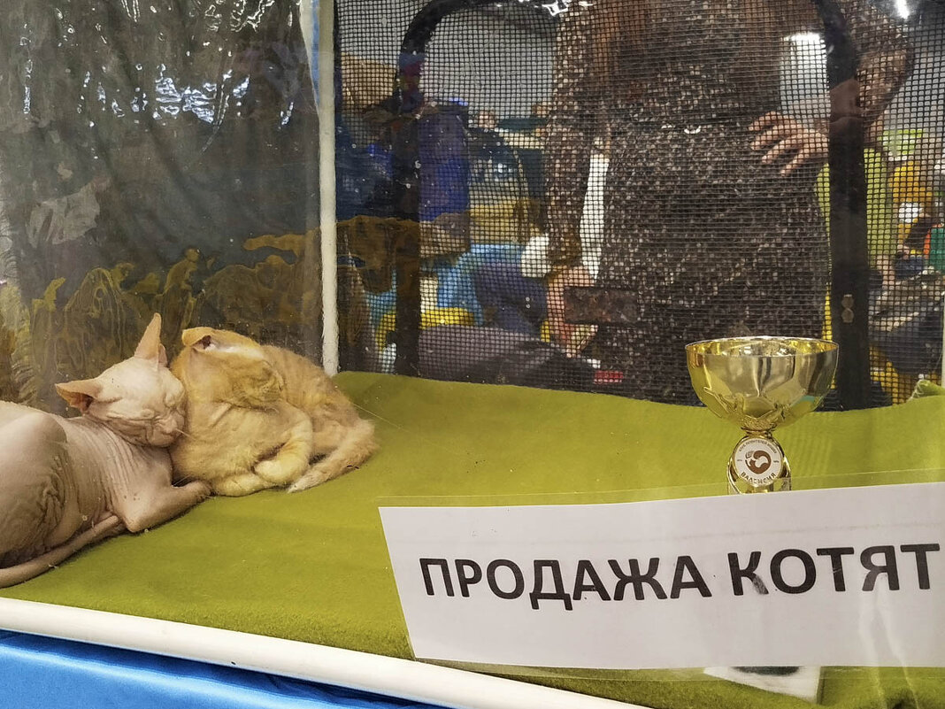 ГАГАРИНСКИЕ_КОШКИ_24 - Сергей Янович Микк