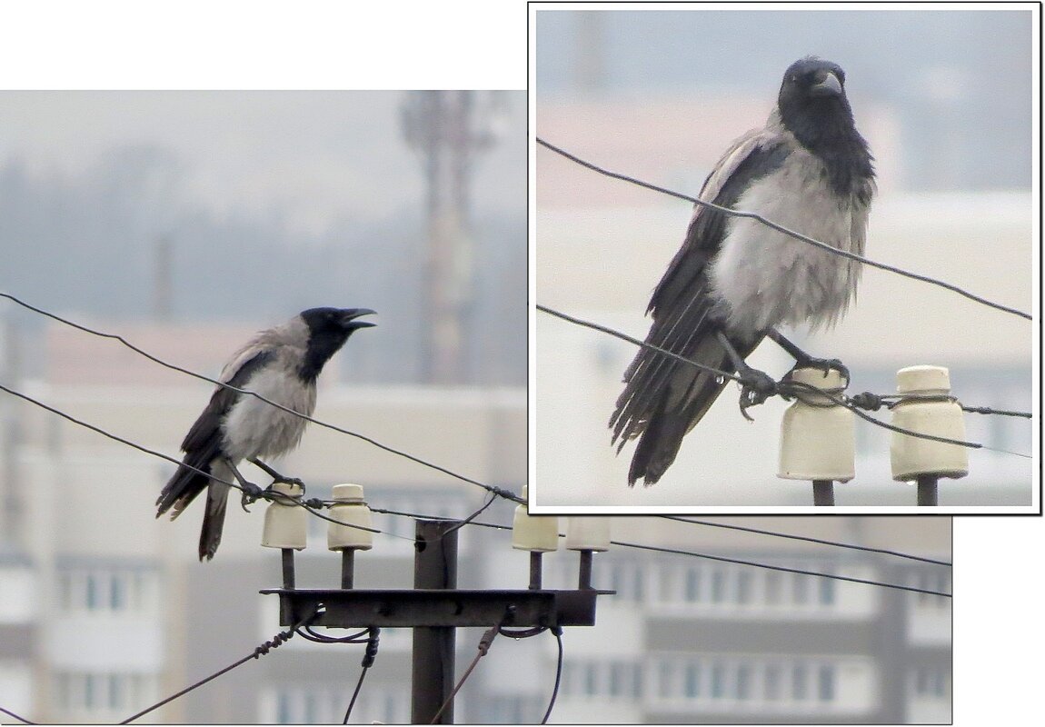 Пою про Весну - Сеня Белгородский