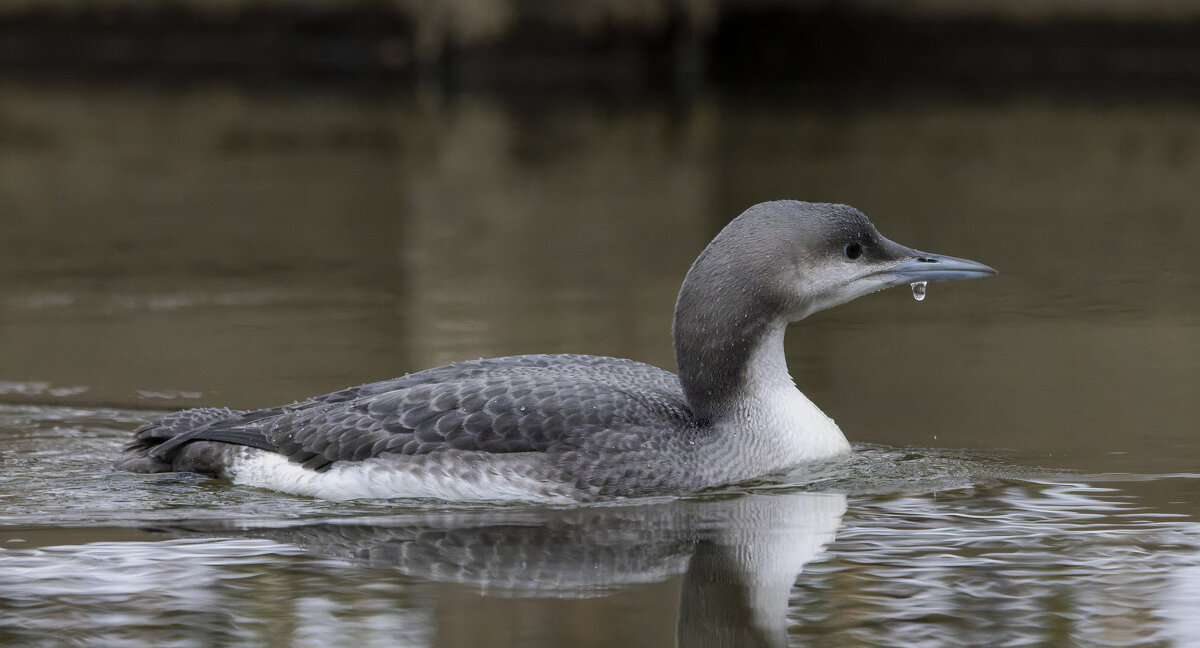 гагара - юрий макаров