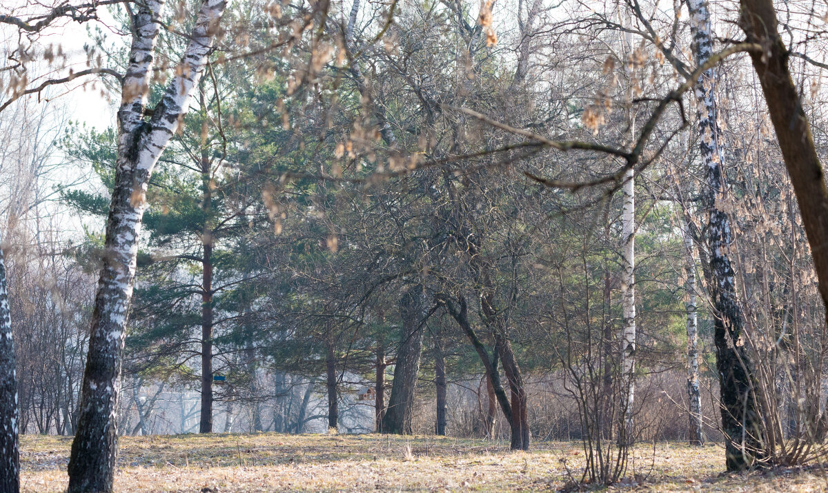 Весна. - Владимир Безбородов