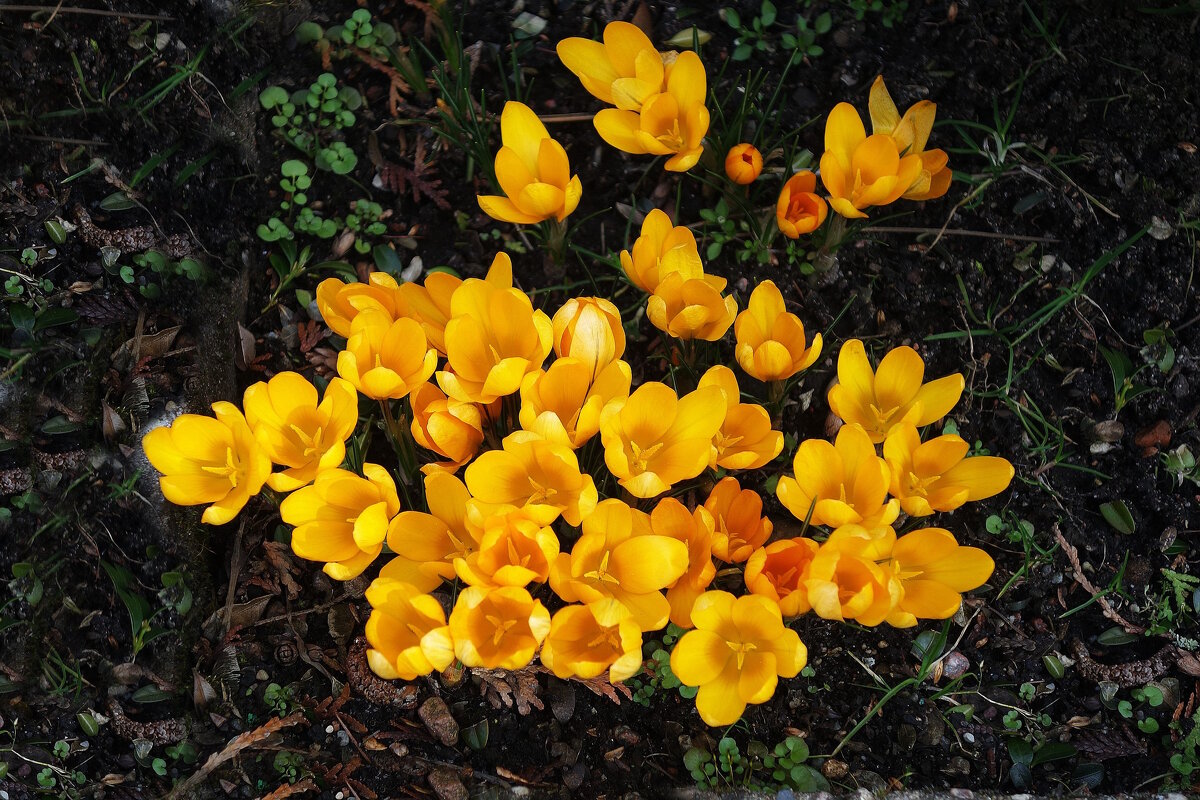 Крокус (шафран) - Рита Симонова Крокус (шафран) - Рита Симонова