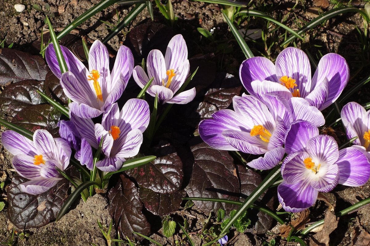 Крокус (шафран) - Рита Симонова Крокус (шафран) - Рита Симонова