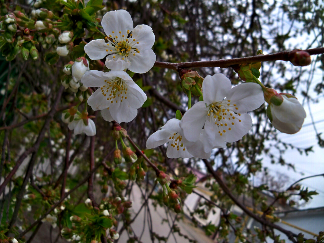 Вишнёвое дерево зацвело - Валентин Семчишин Вишнёвое дерево зацвело - Валентин Семчишин