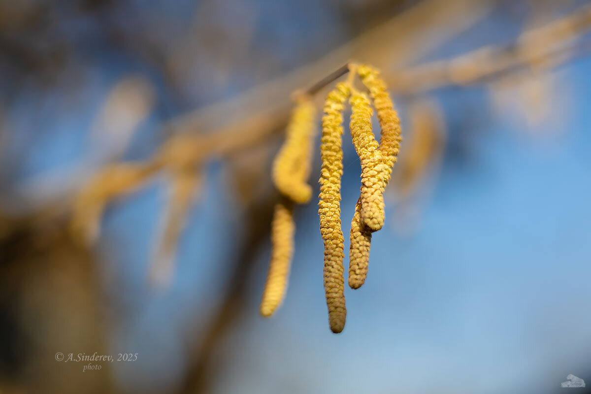 Серёжки орешника - Александр Синдерёв Серёжки орешника - Александр Синдерёв