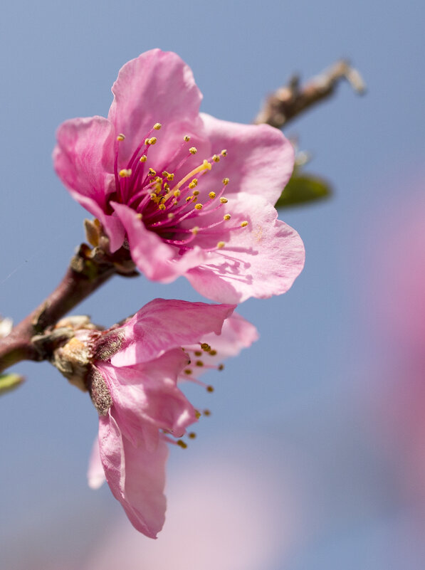 нежное цветение персика - Светлана Тихонина