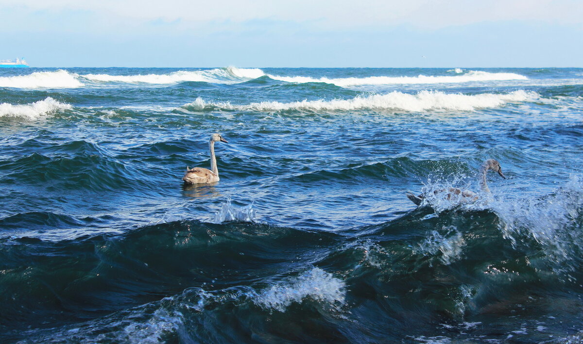 Молодые лебеди на штормовых волнах - Августина Молодые лебеди на штормовых волнах - Августина