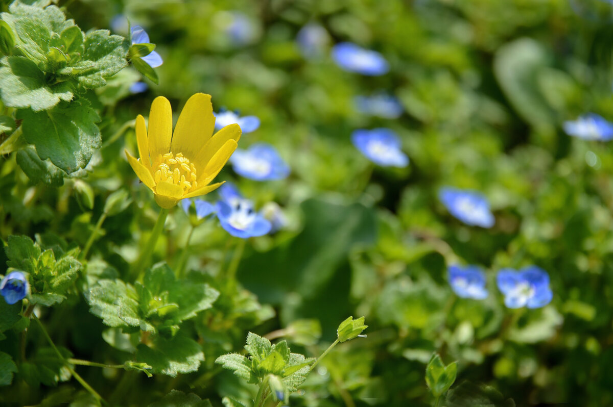...на солнечной поляночке... - Надежда Куркина