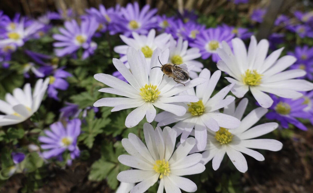 Цветотерапия в ботаническом саду...... - Галина 