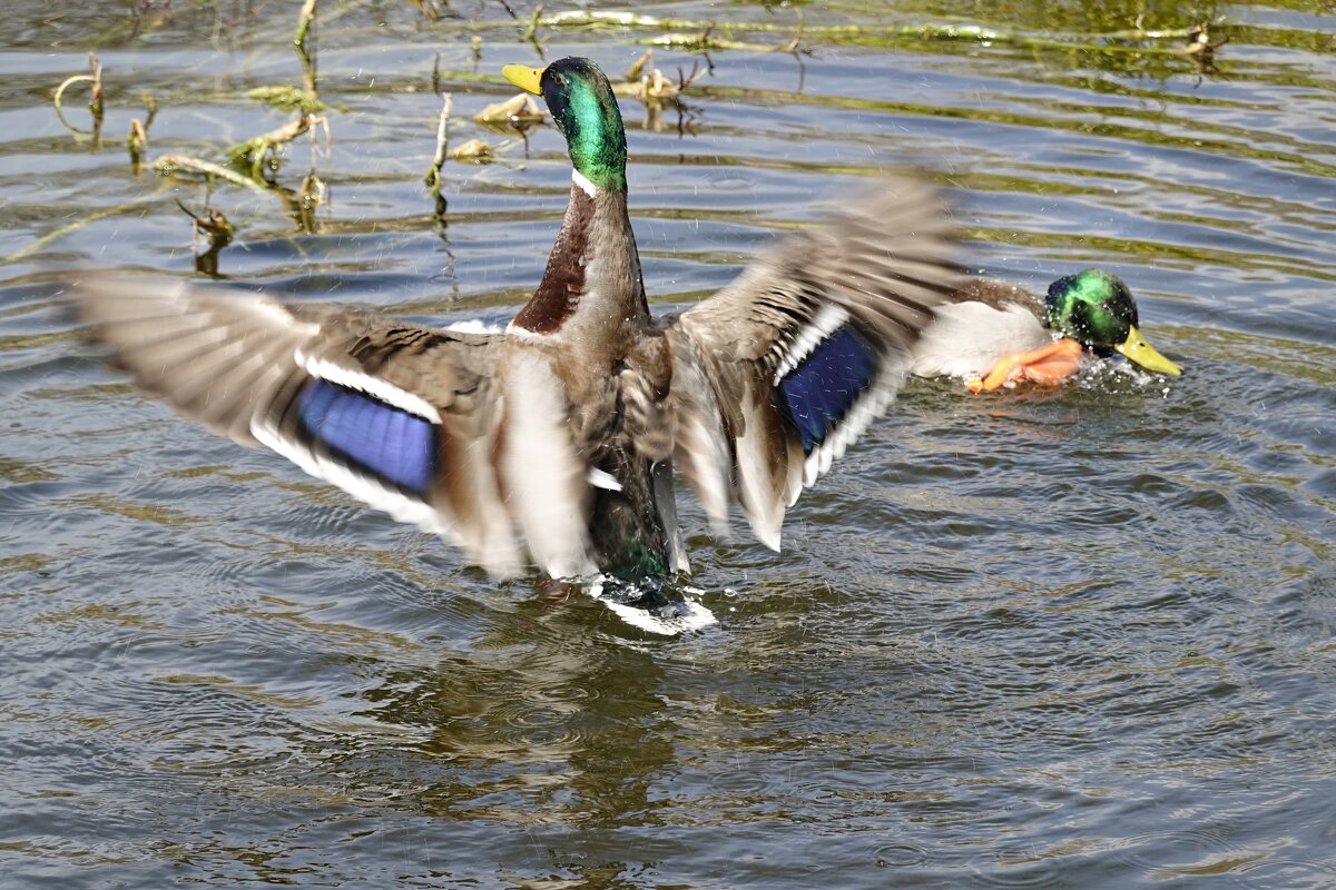 Веселые уточки....))... - Галина Веселые уточки....))... - Галина