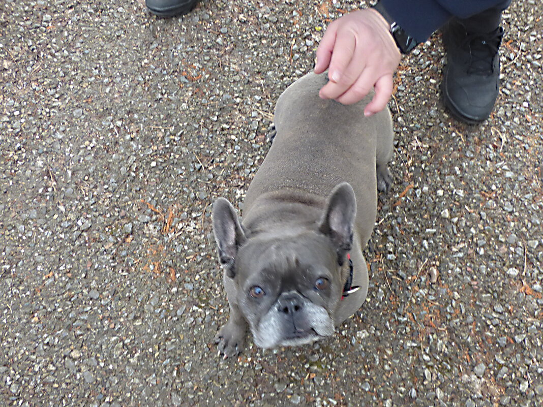 ПРИВЕТ, СОСЕДКА  (Из серии "На даче") - Елена Куприянова 