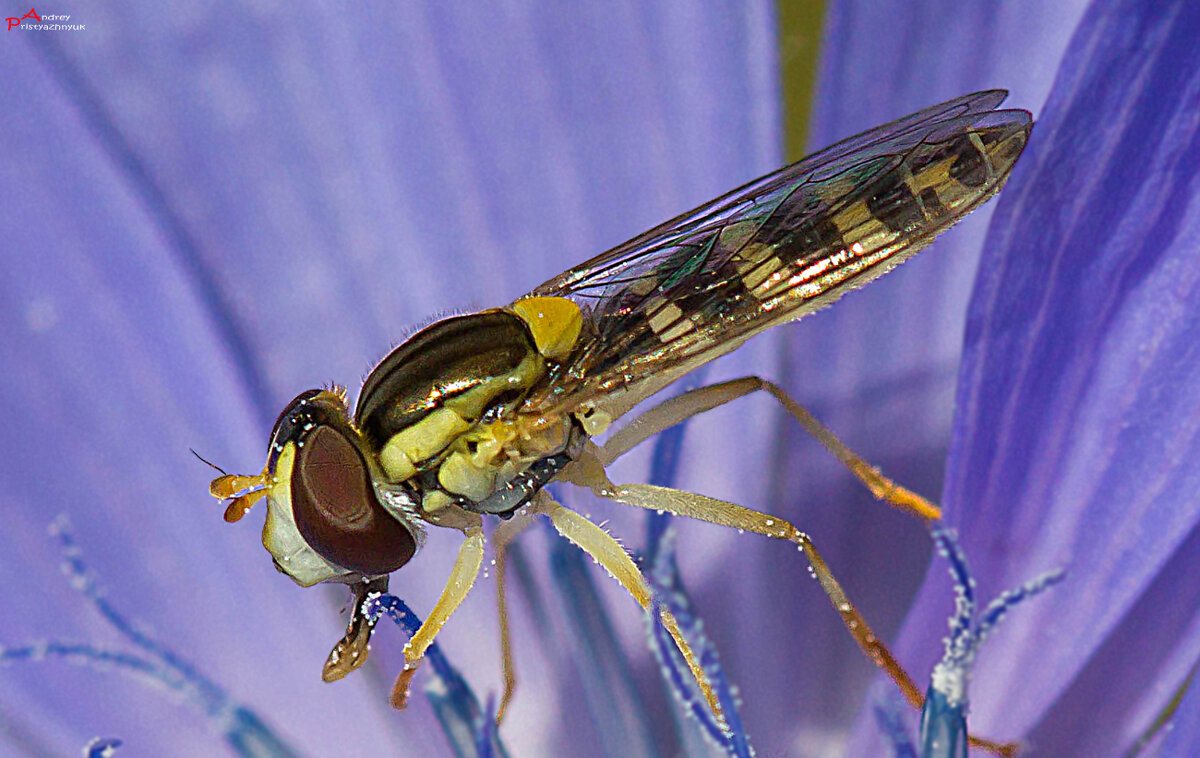 Пчёлка - Андрей Пристяжнюк