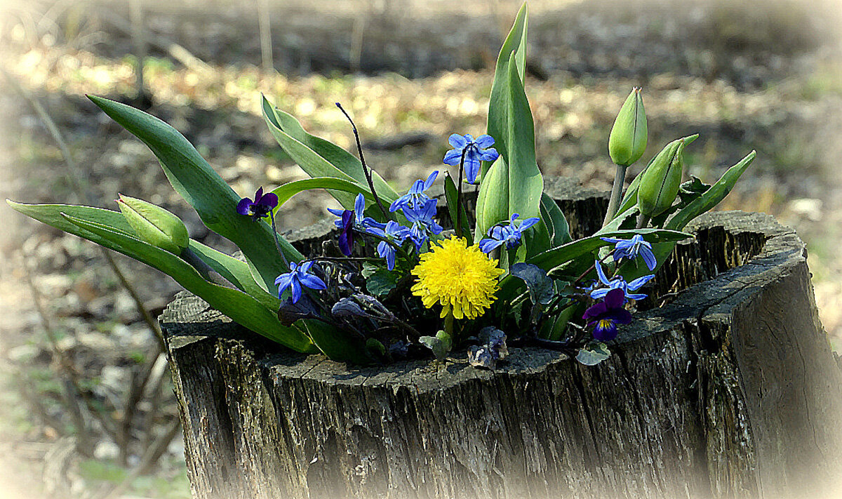 ...и даже пень в весенний день... - Aleksandr Gal