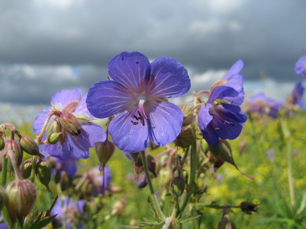 Герань - Anna Ivanova