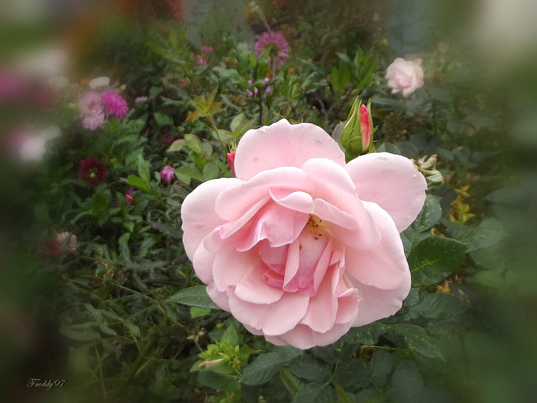 Роза - Freddy 97