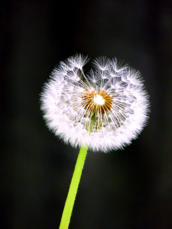 Одуванчик. - nadyasilyuk Вознюк Одуванчик. - nadyasilyuk Вознюк