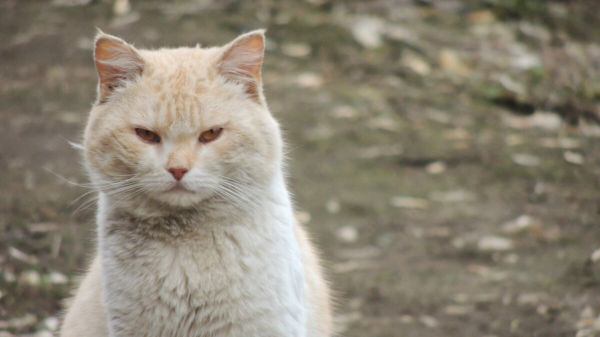 Серьёзный "парень". - Игорь Родионов