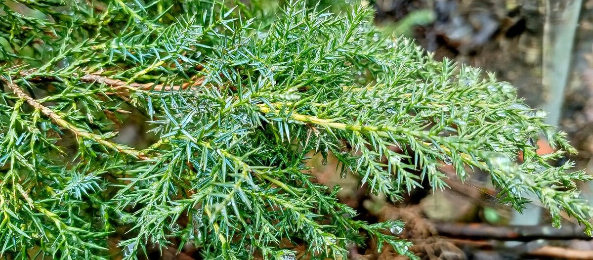 Апрель капель - Михаил Столяров