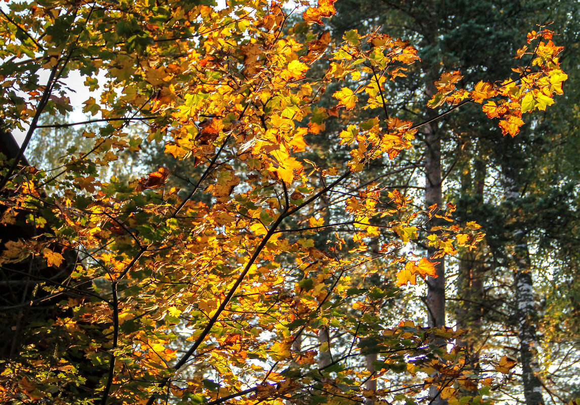 осенний свет - РозаВетроф осенний свет - РозаВетроф