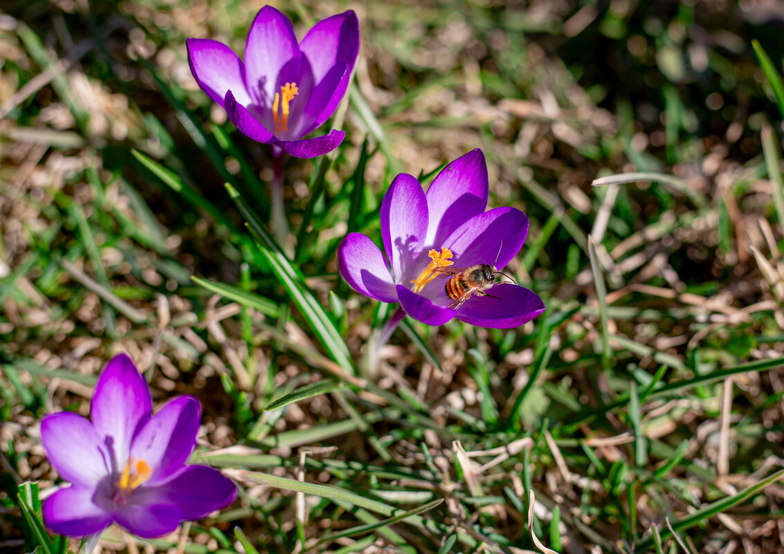 Первые цветы - Serega Alucard X2 Первые цветы - Serega Alucard X2