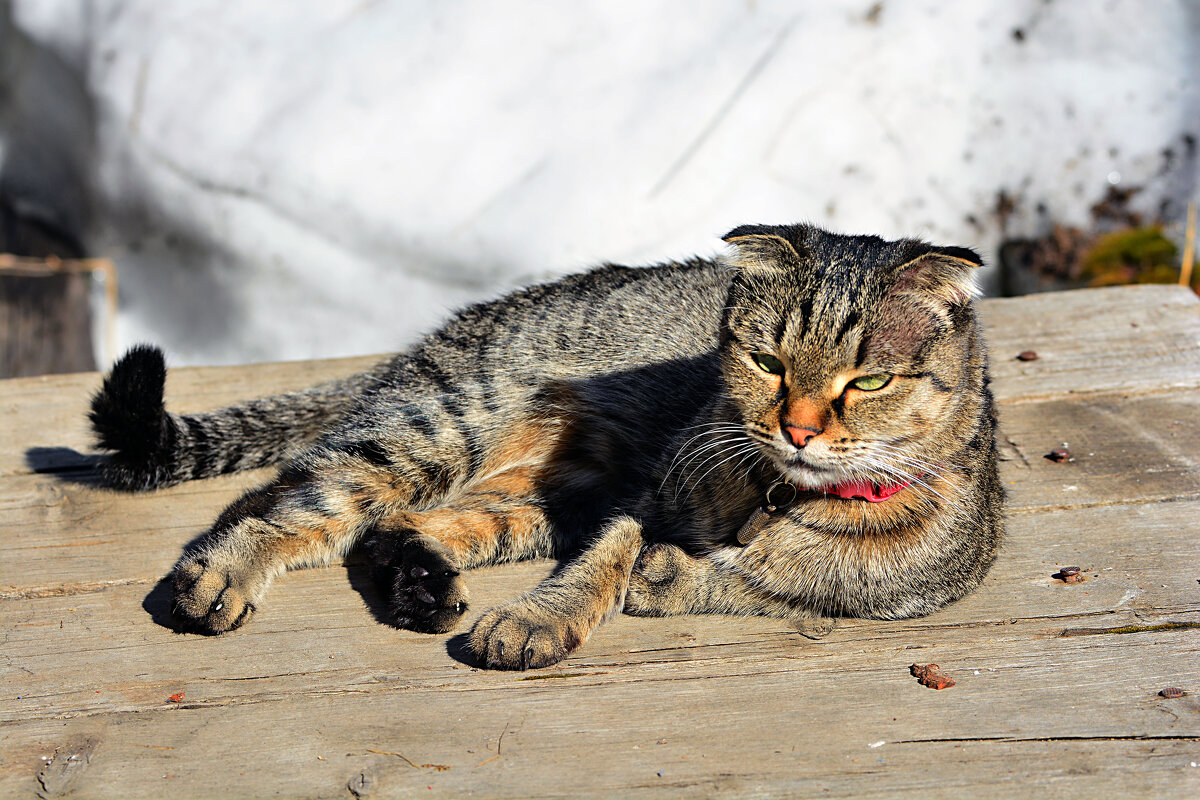 пригрелась - леонид логинов пригрелась - леонид логинов