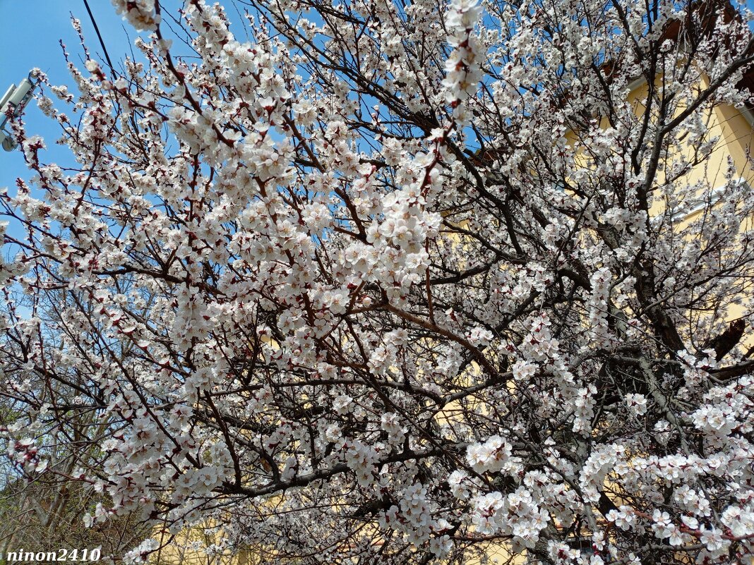 Ростовская весна... - Нина Бутко Ростовская весна... - Нина Бутко