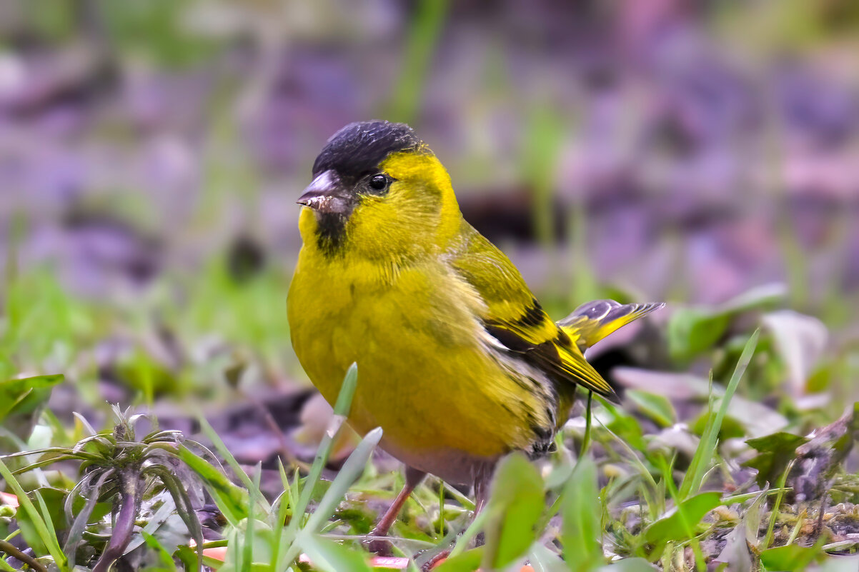 мир птиц - Николай Соколухин