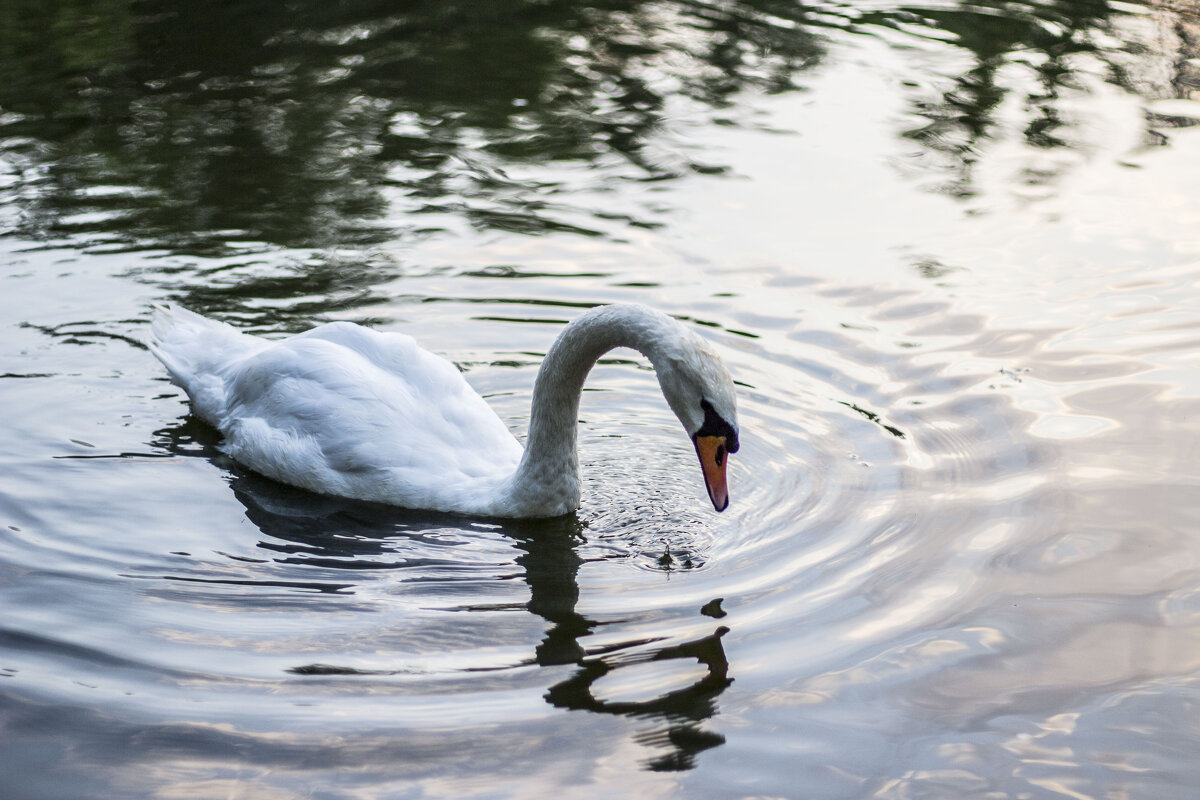 Жадно лакающий водицу лебедь - Коля Лукашов