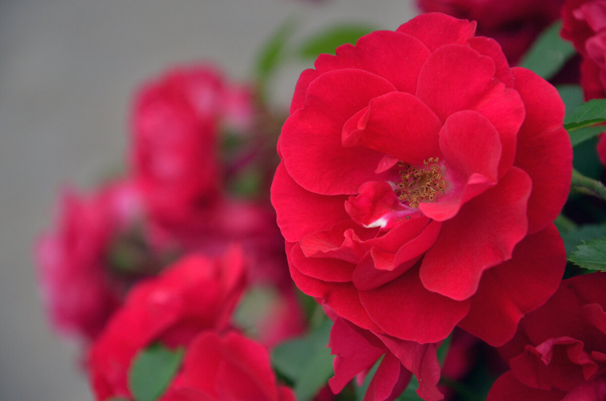 куст красной розы - Сергей М 