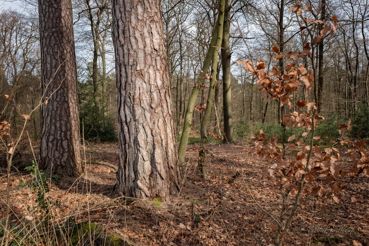 Лесная прогулка... - Николай Гирш Лесная прогулка... - Николай Гирш
