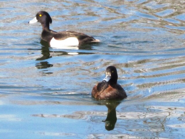 Парочка чернетей - Дмитрий Никитин