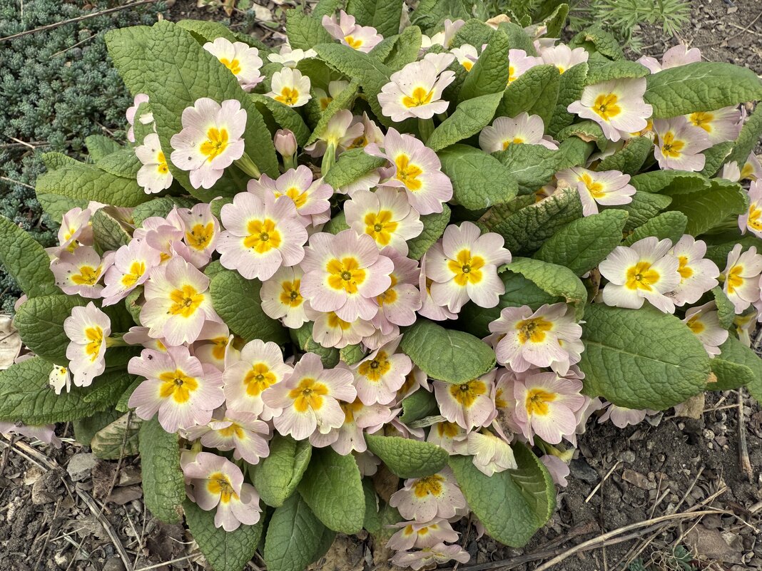 Примула. - Валентина .