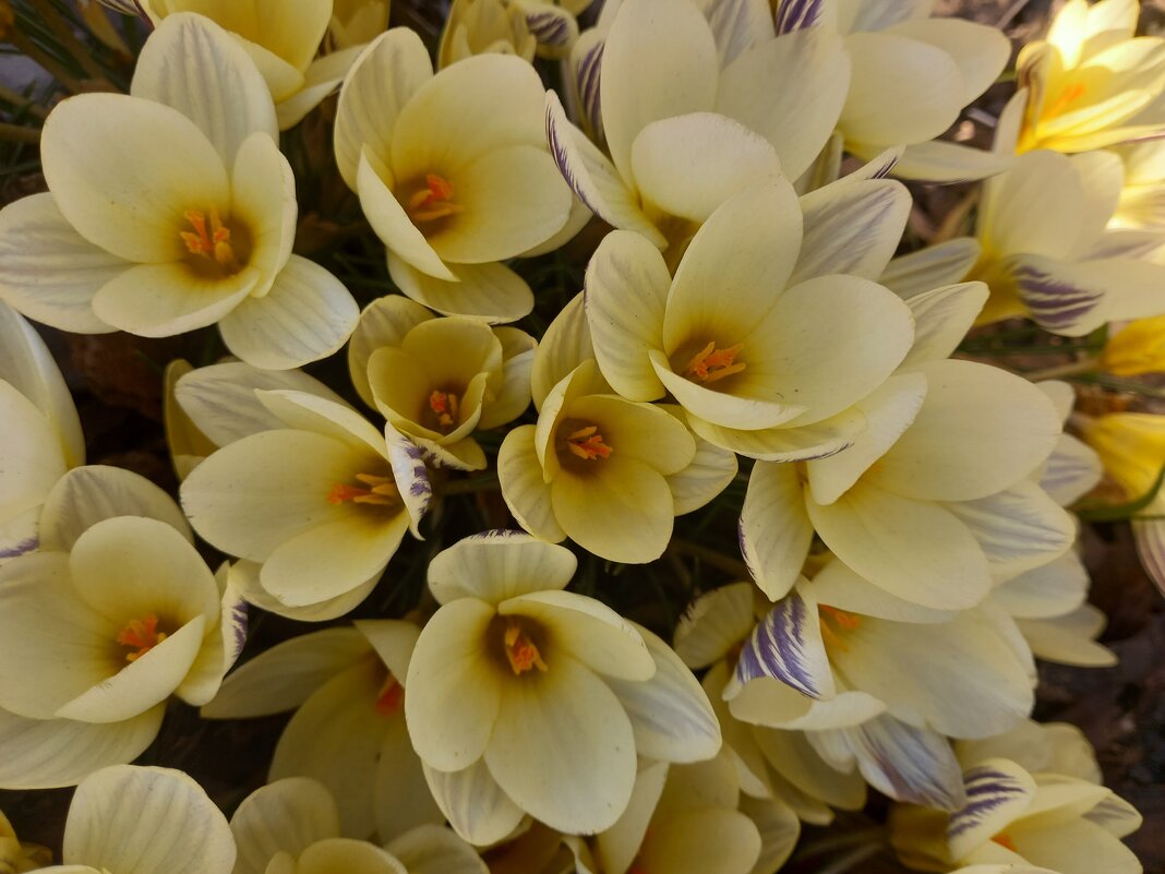 Крокусы - Сапсан 