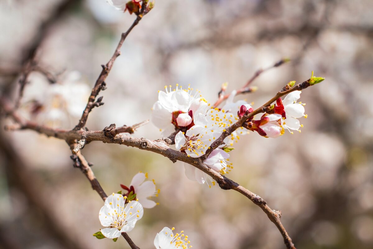 Абрикос - Тамара Федорова