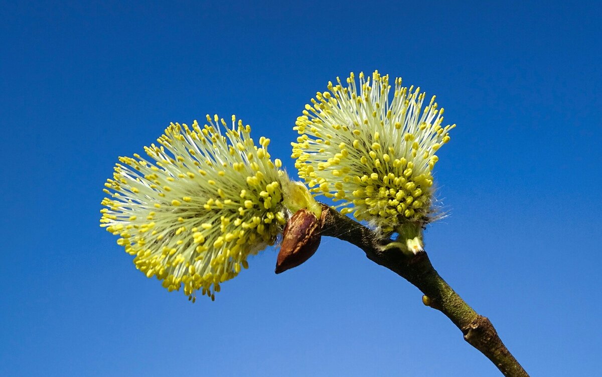 Яркая картинка весны - Милешкин Владимир Алексеевич 