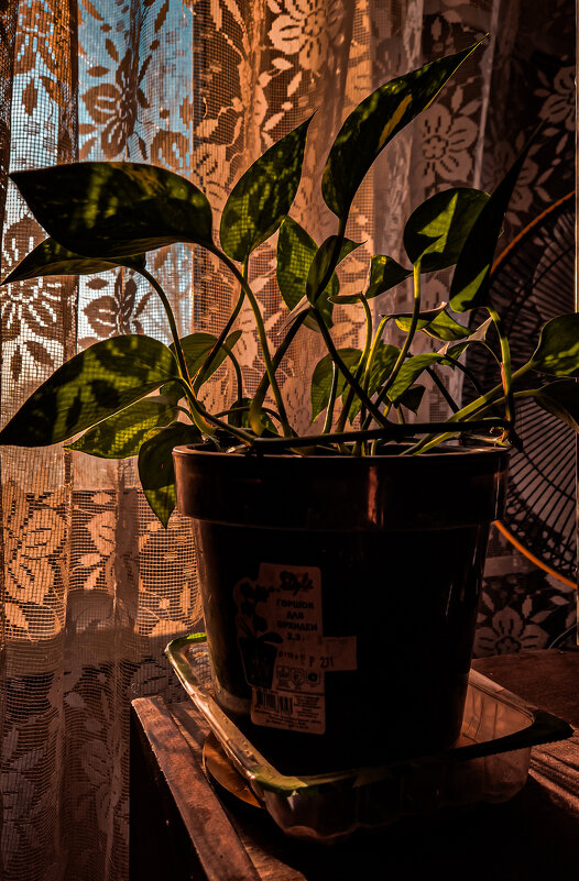 Бабушкин цветок в горшке - Юля Сrane Бабушкин цветок в горшке - Юля Сrane