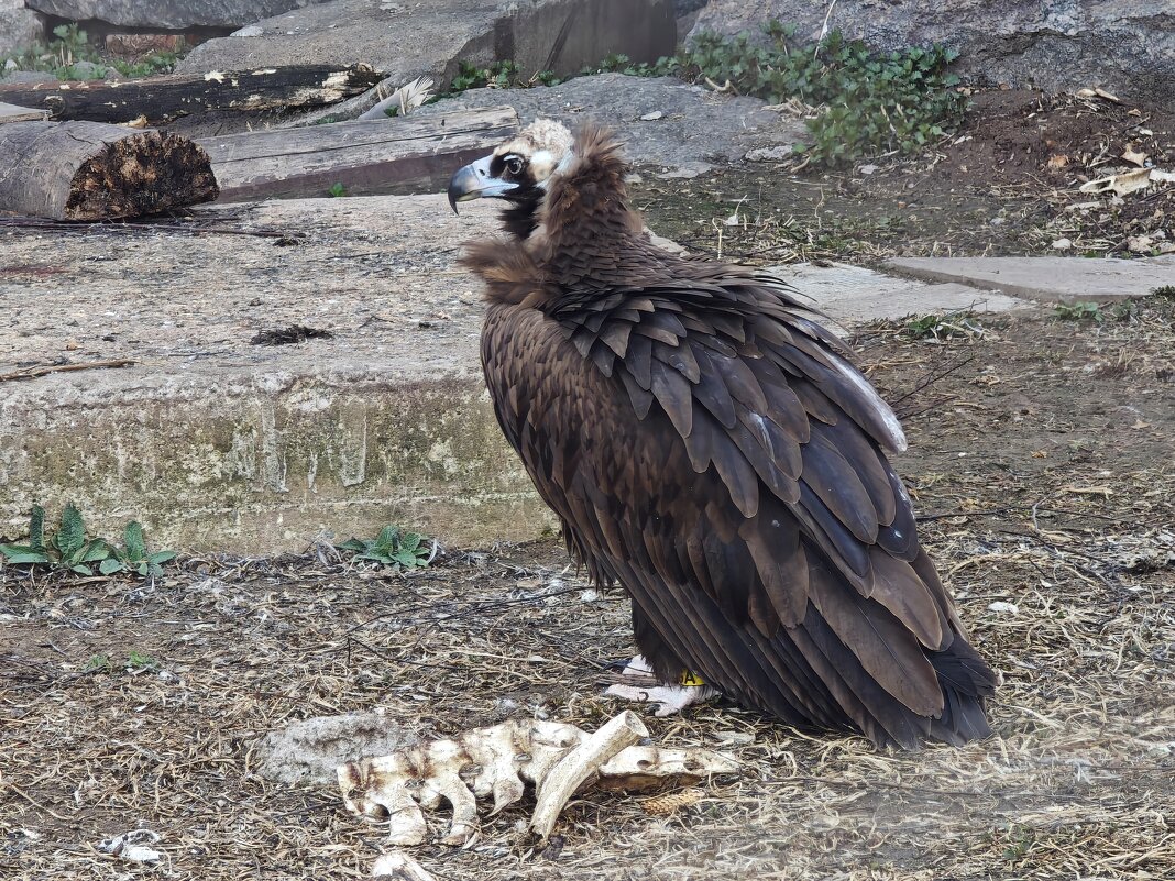 Чёрный гриф - <<< Наташа >>>