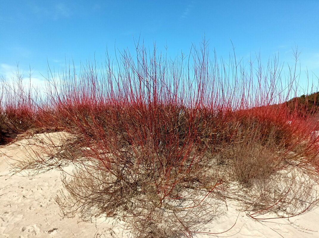 Ива - Veera V Ива - Veera V