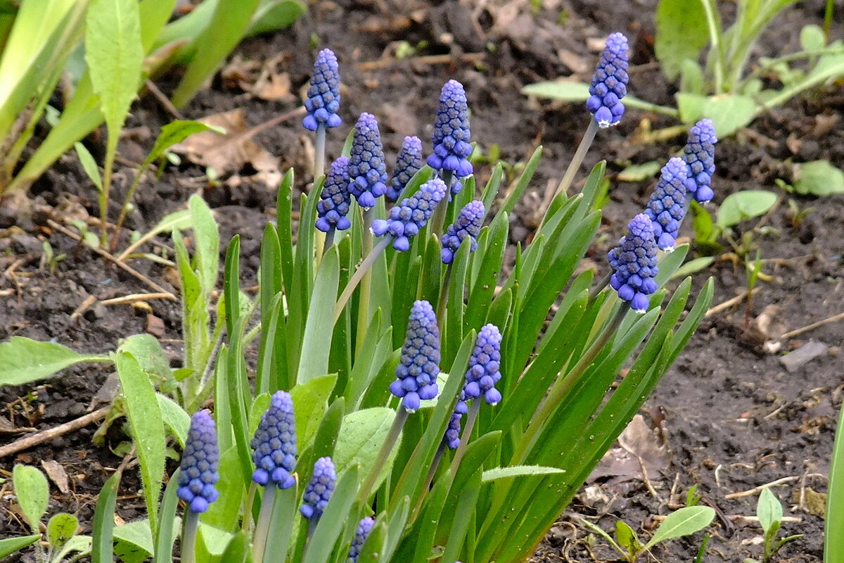 Мускарики проснулись - Фёдор Меркурьев Мускарики проснулись - Фёдор Меркурьев