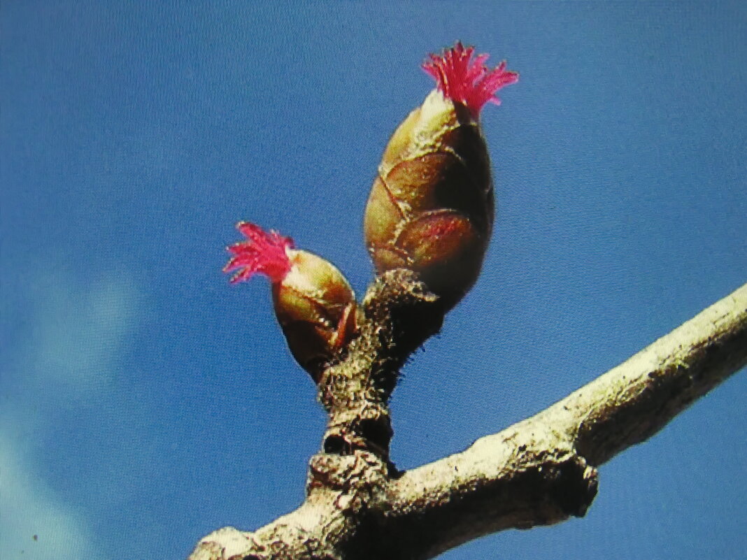 Орешник цветёт - Людмила Смородинская Орешник цветёт - Людмила Смородинская