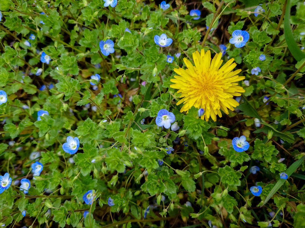 Первый в сезоне одуванчик) - Referee (Дмитрий) Первый в сезоне одуванчик) - Referee (Дмитрий)