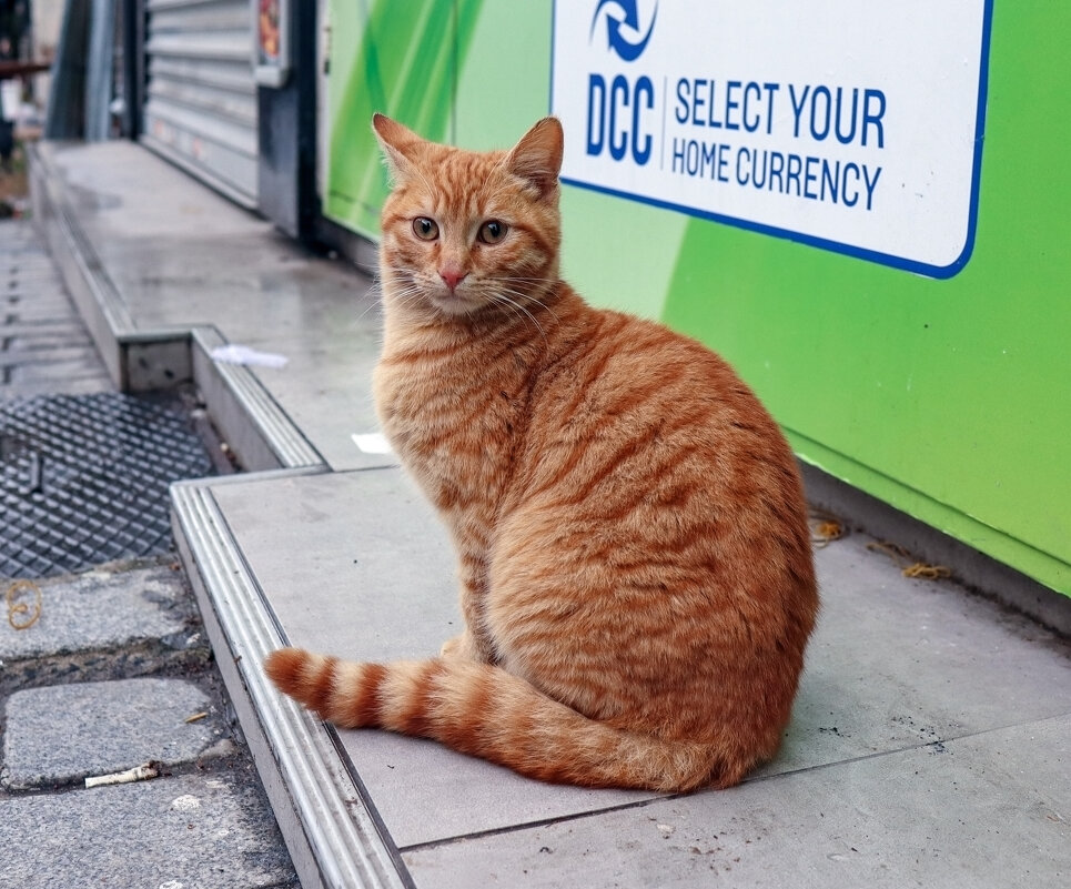 Котик - skijumper Иванов Котик - skijumper Иванов