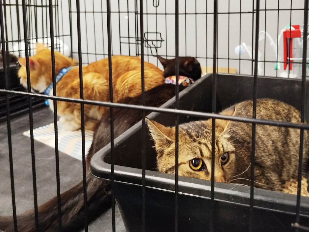 ГАГАРИНСКИЕ_КОШКИ_26 - Сергей Янович Микк ГАГАРИНСКИЕ_КОШКИ_26 - Сергей Янович Микк