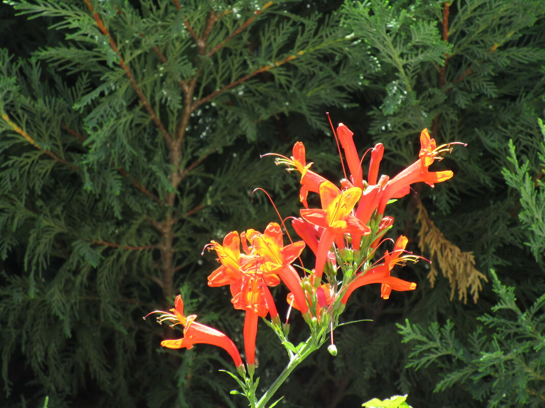 Мармарис июнь Турция - Елена Шаламова