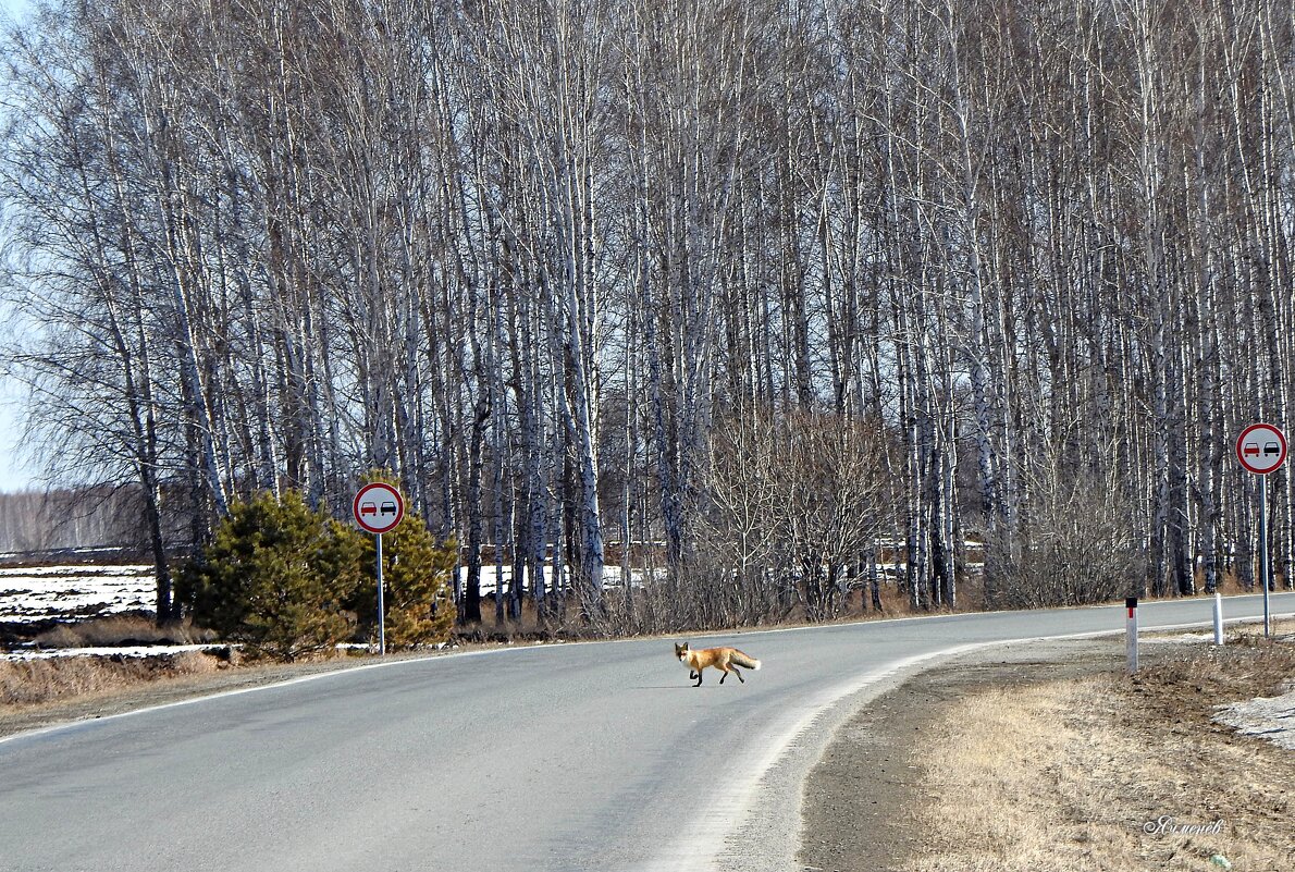 И где тут переход? - Геннадий Ячменев И где тут переход? - Геннадий Ячменев