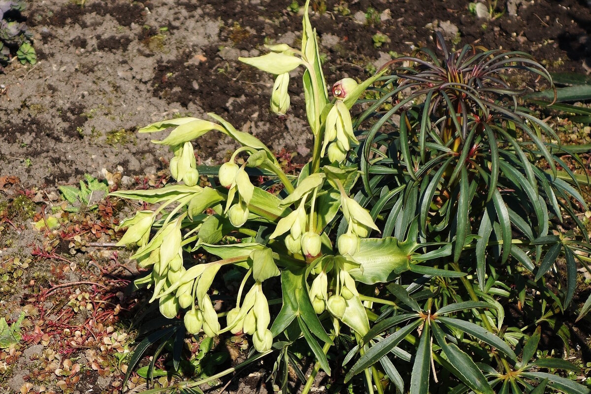 Морозник - Рита Симонова